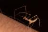 Rhomphaea nasica